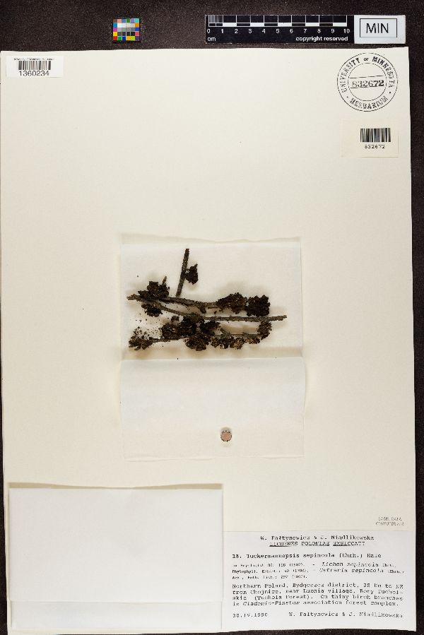 Tuckermannopsis sepincola image