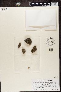 Lecanora polytropa image