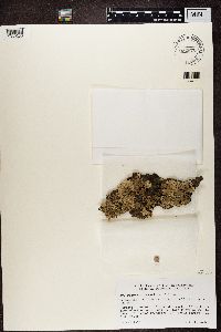 Parmelia saxatilis image