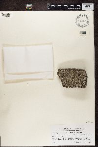 Physcia caesia image