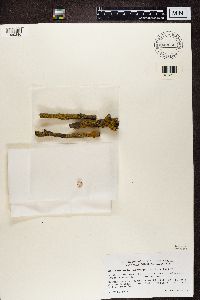 Polycauliona polycarpa image