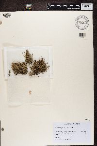 Cladonia furcata image