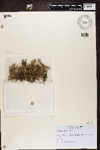 Cladonia gracilis image