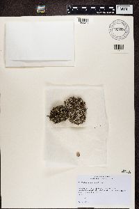 Cladonia symphycarpa image