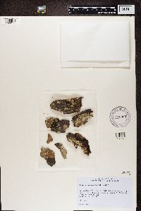 Imshaugia aleurites image