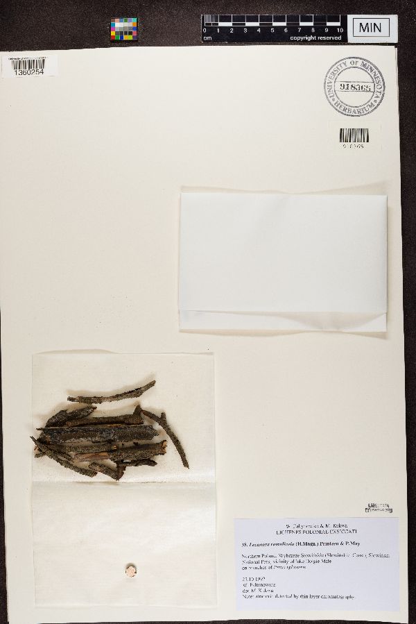 Lecanora ramulicola image