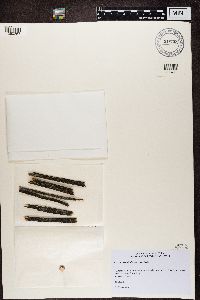 Micarea denigrata image