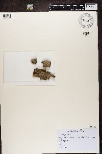 Alyxoria varia image