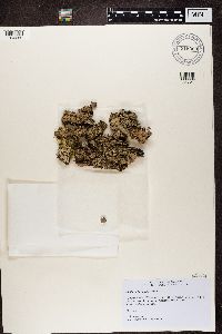 Parmelia sulcata image