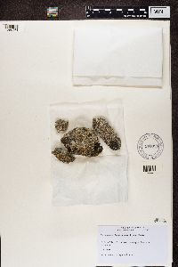 Protoparmeliopsis muralis image