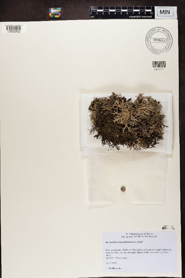 Pseudevernia furfuracea image