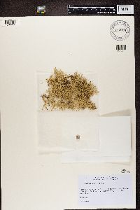 Ramalina farinacea image