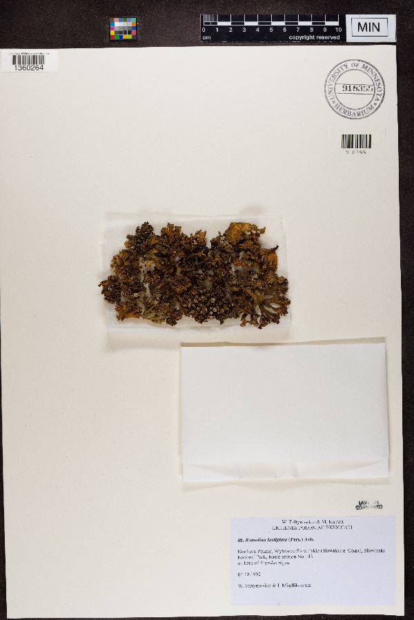 Ramalina fastigiata image