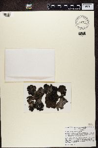 Lasallia papulosa image