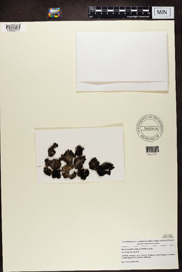 Lasallia rossica image