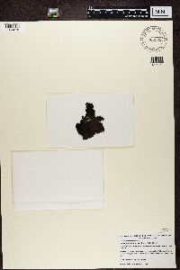 Umbilicaria hyperborea image