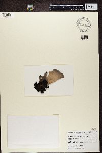 Umbilicaria hyperborea image