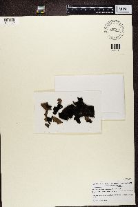 Umbilicaria mammulata image