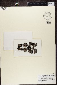 Umbilicaria subglabra image