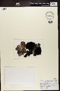 Umbilicaria vellea image