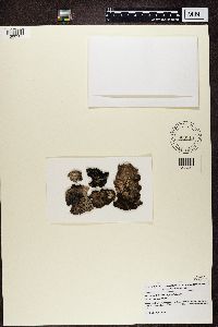 Umbilicaria virginis image