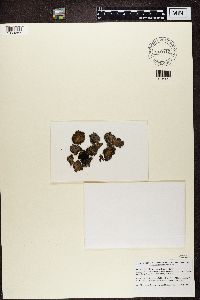 Lasallia pertusa image