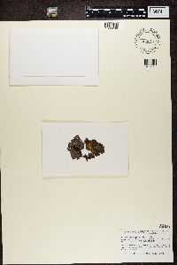 Lasallia pertusa image