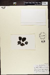 Umbilicaria aprina image