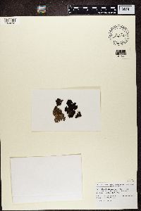 Umbilicaria hyperborea image