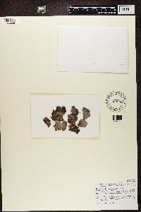 Lasallia papulosa image