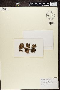 Lasallia pertusa image