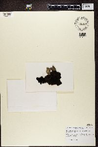 Umbilicaria americana image
