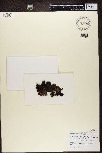 Umbilicaria hyperborea image