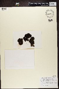 Umbilicaria hyperborea image