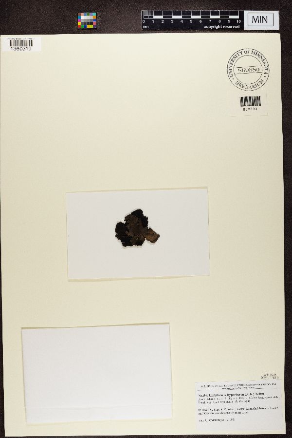 Umbilicaria hyperborea image