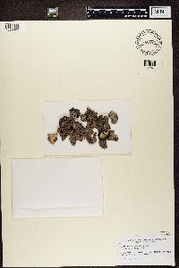 Umbilicaria virginis image