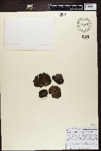 Lasallia papulosa image