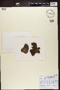 Lasallia papulosa image