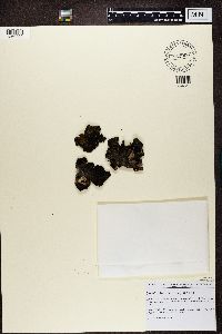 Umbilicaria aprina image
