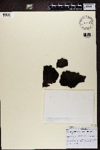 Umbilicaria mammulata image