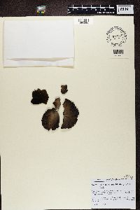 Umbilicaria muehlenbergii image