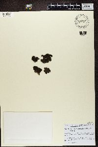 Umbilicaria torrefacta image