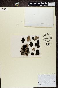 Umbilicaria vellea image