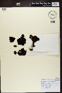 Umbilicaria vellea image