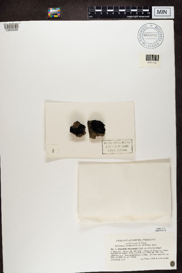 Pseudephebe minuscula image