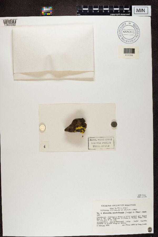 Biatorella cerebriformis image