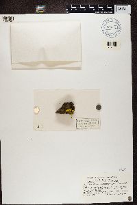 Media resource of Biatorella cerebriformis