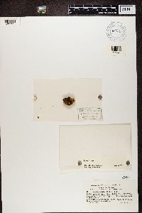 Flavoplaca citrina image