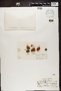 Rusavskia elegans image