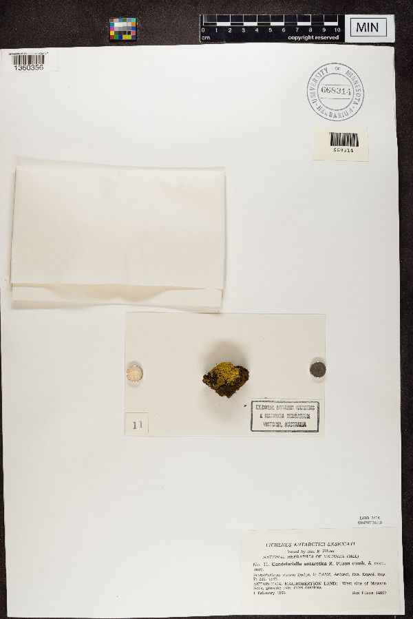 Candelariella antarctica image